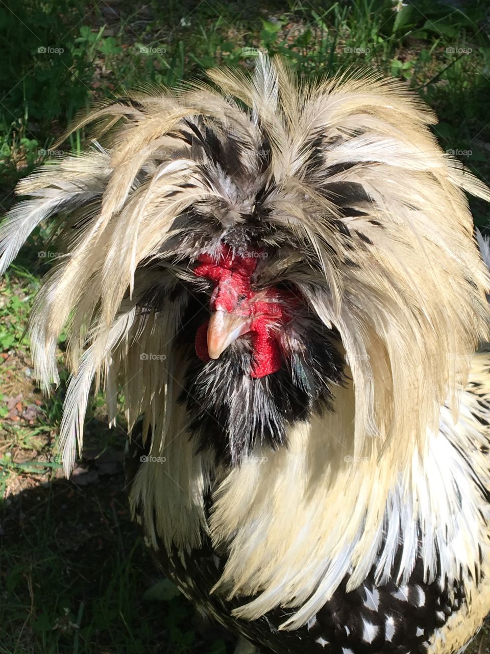 Roosters hair-do