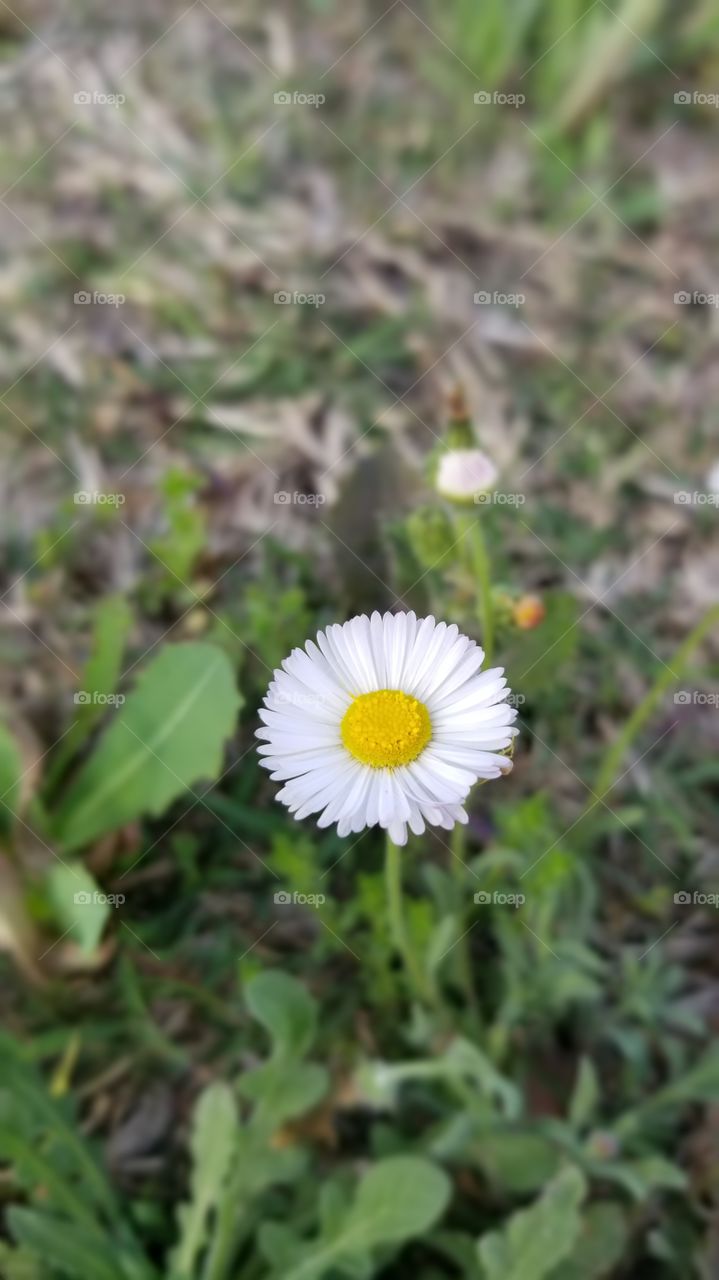 spring wildflowers