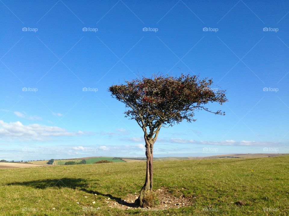 A lone tree