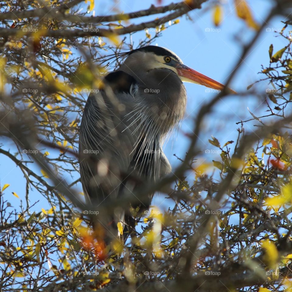 Hiding in plain sight