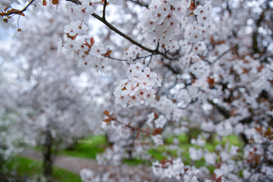 Cherry, Tree, Flower, Branch, Nature