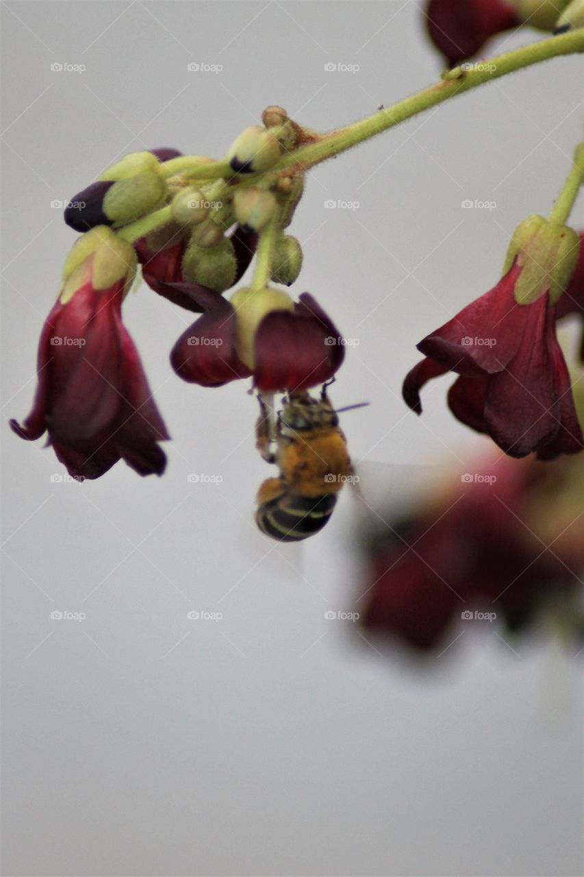 Bee on Averrhoa bilimbi's flower