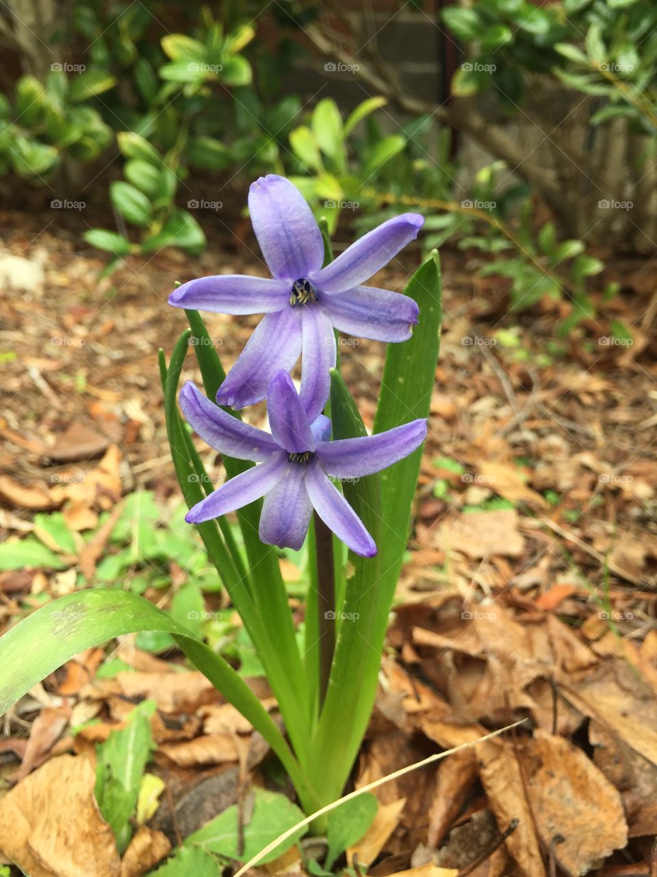 Hyacinths