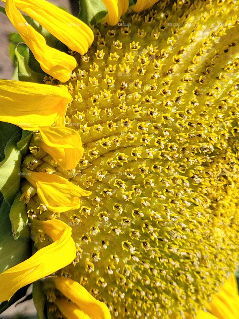 girasol al sol intenso