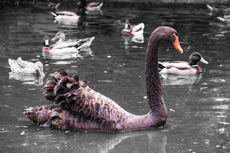 Ducks floating on lake