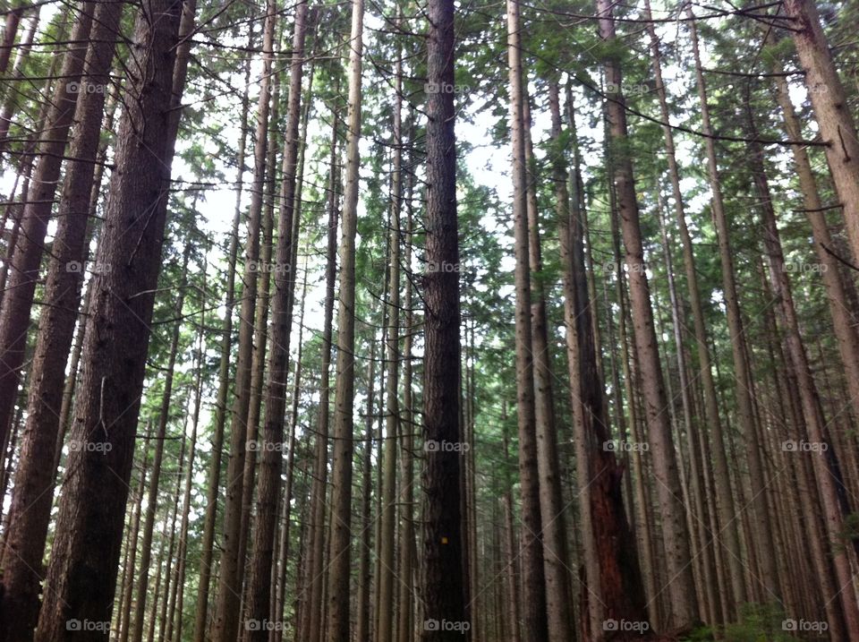 Wood, Tree, Nature, Leaf, Landscape