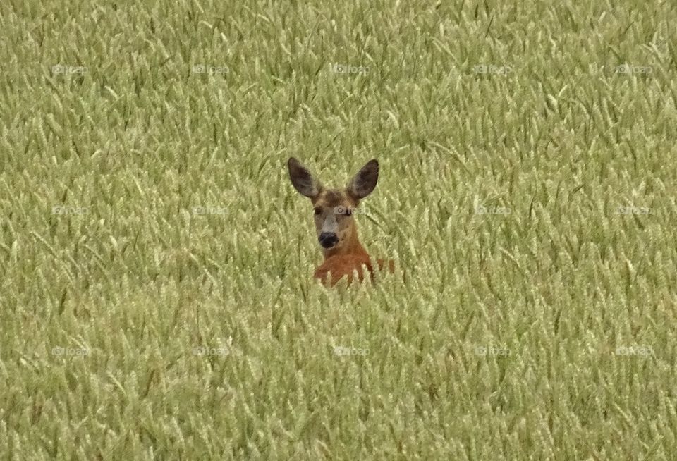 Deer in field, Sweden
