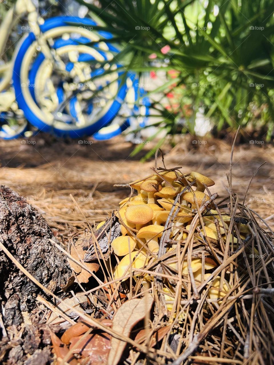 Cluster of honey mushrooms pushing through pine straw next to a tree stump. Focus is on the mushrooms and sunny foreground, with green plant and cow of blue bicycles in the background.