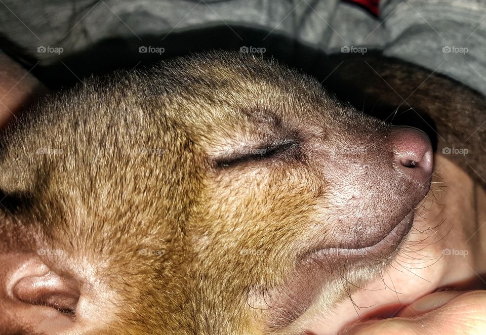 Kinkajou Closeup