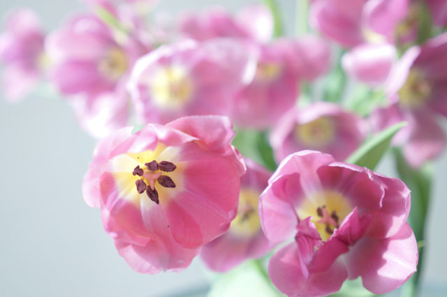 Tulips 