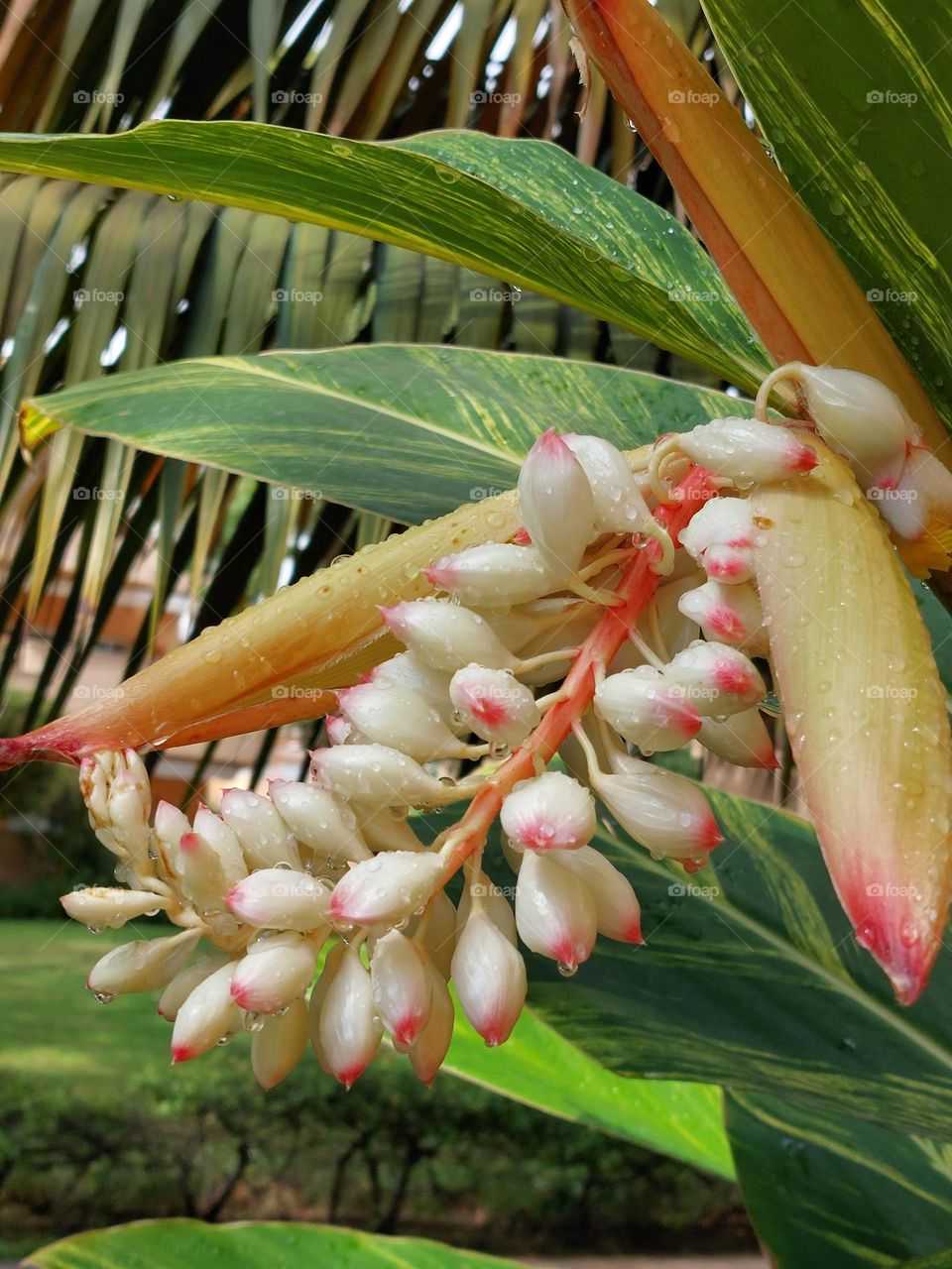 white beautiful flower