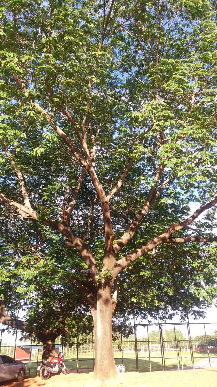 tree