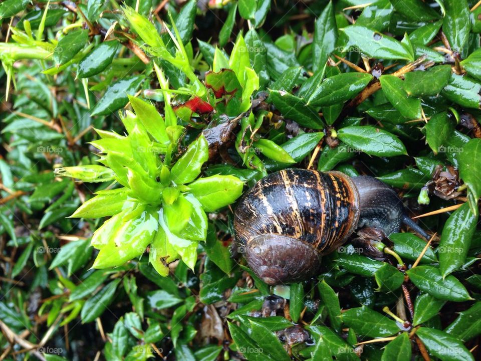 Snail