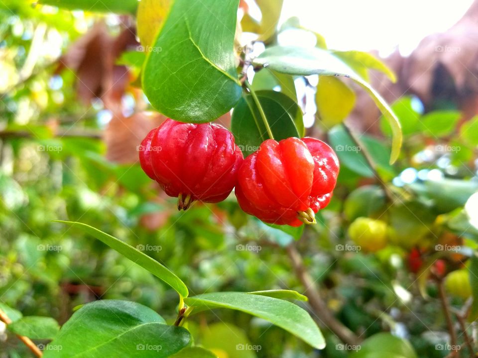 red berries in a green bush