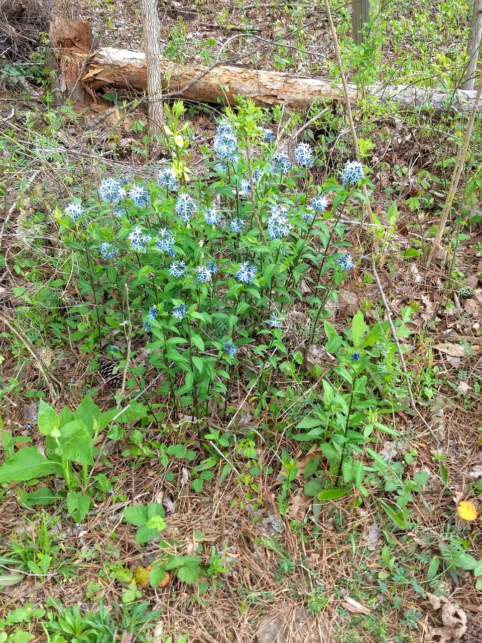 flowers