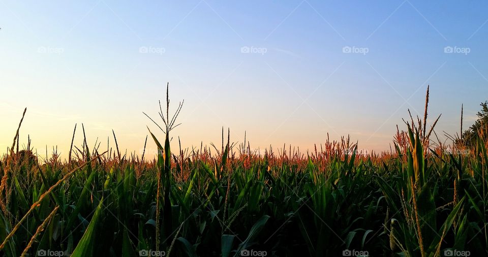 Sunset in the corn tassels