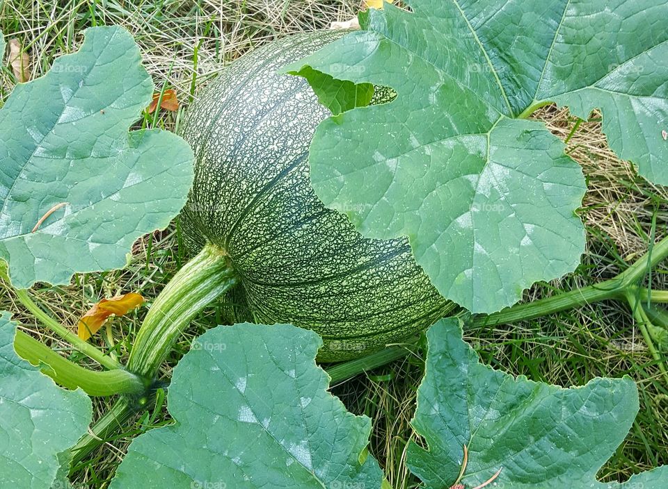 backyard pumpkins