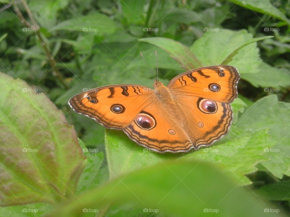 orange  butter fly