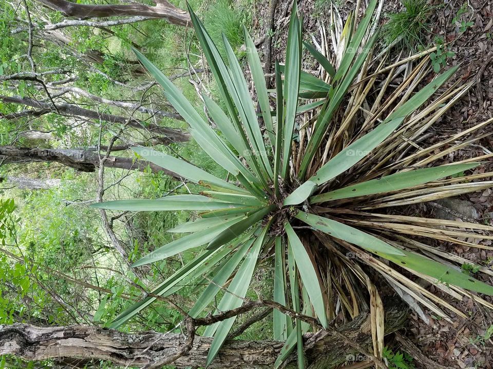 forest plant