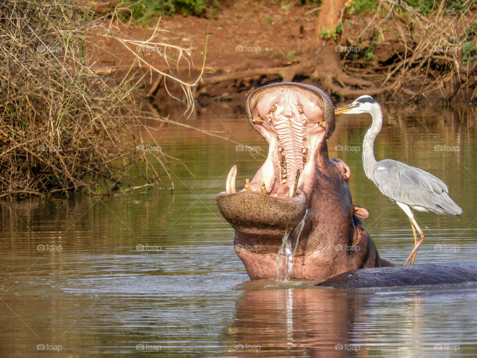 Yawning hippo with heron on his back seen on safari in South Africa