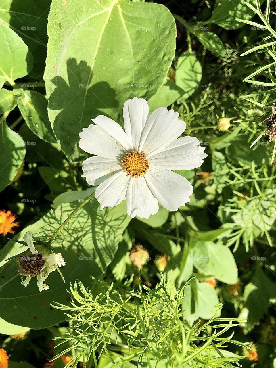 Sell your first photo on Foap