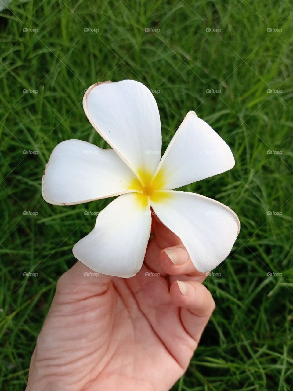 Beautiful Plumeria Flower