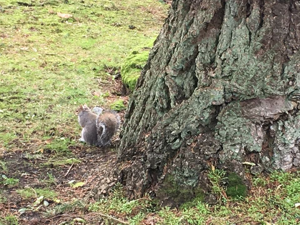 Squirrel  playing hide and seek