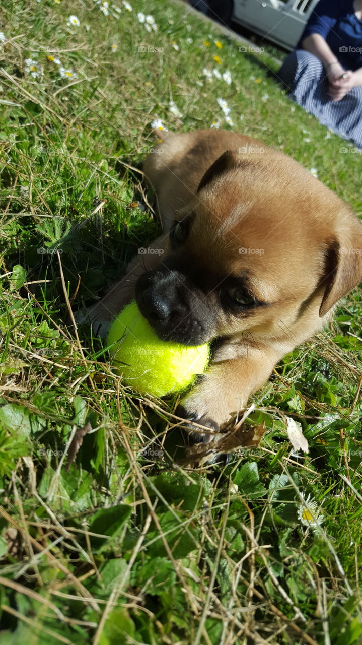Puppy and Green Ball