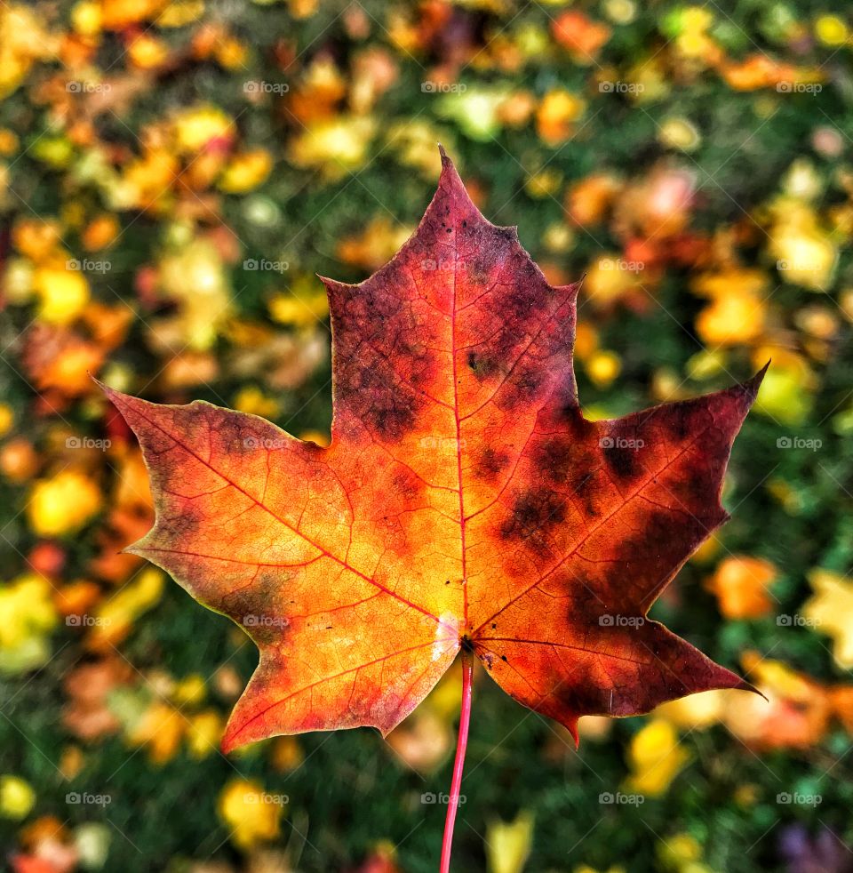 Maple leaf in the fall—taken in Dyer, Indiana