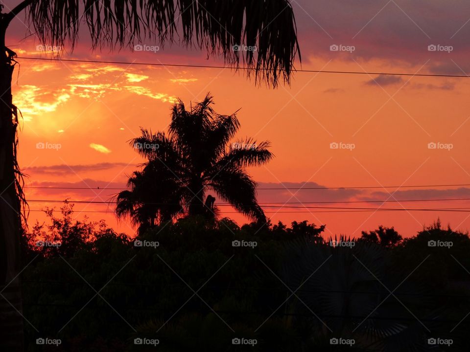 Orange sunset palm
