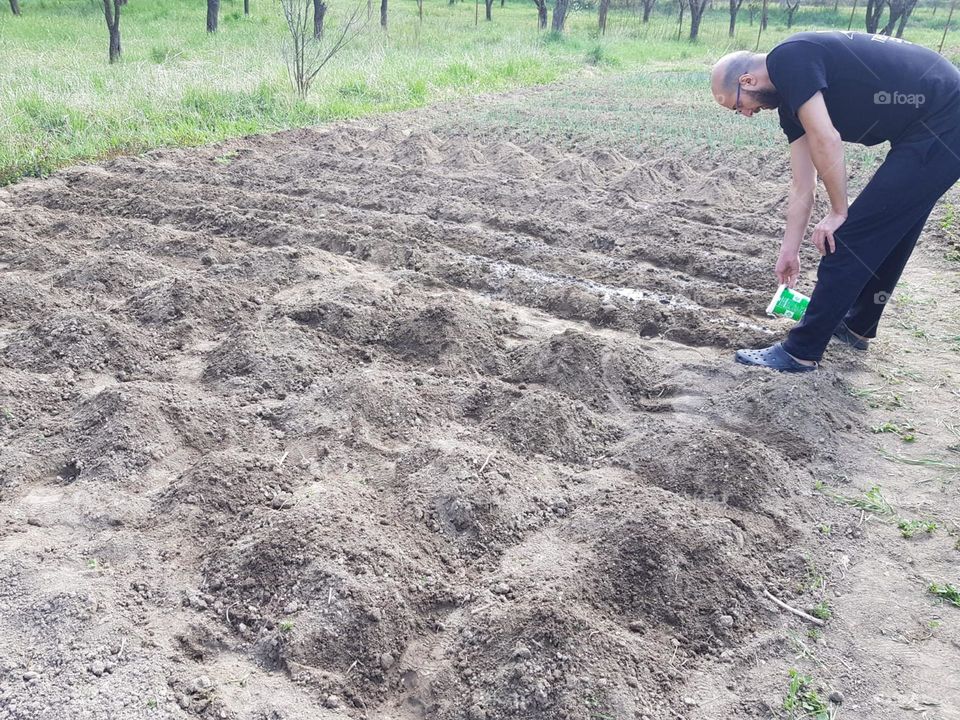 Planting vegetables