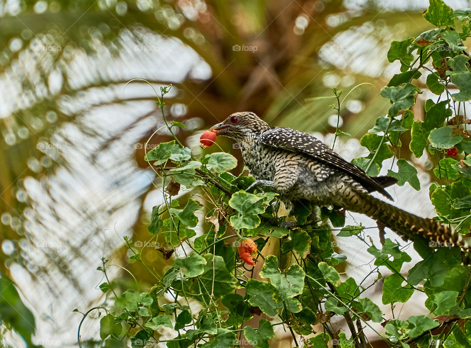 Bird photography - Asian Koel - Cuckoo - with fruit in beak