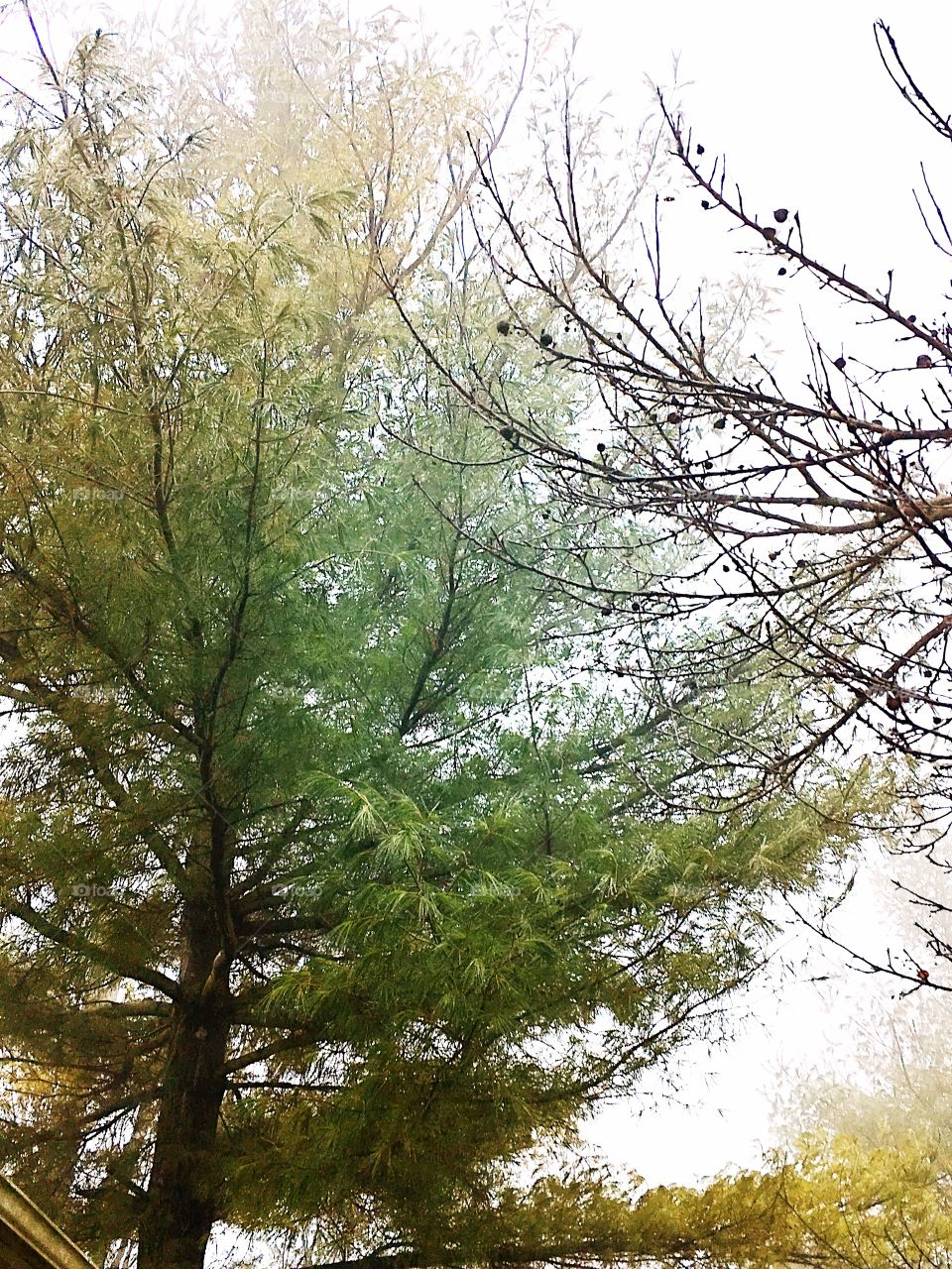 Foggy White Pine