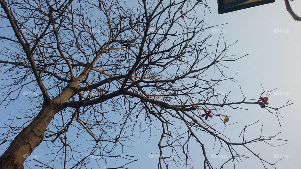 Tree, Branch, Landscape, No Person, Winter