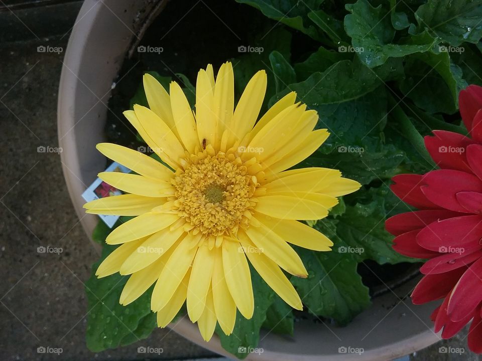 Yellow Gerber Daisy