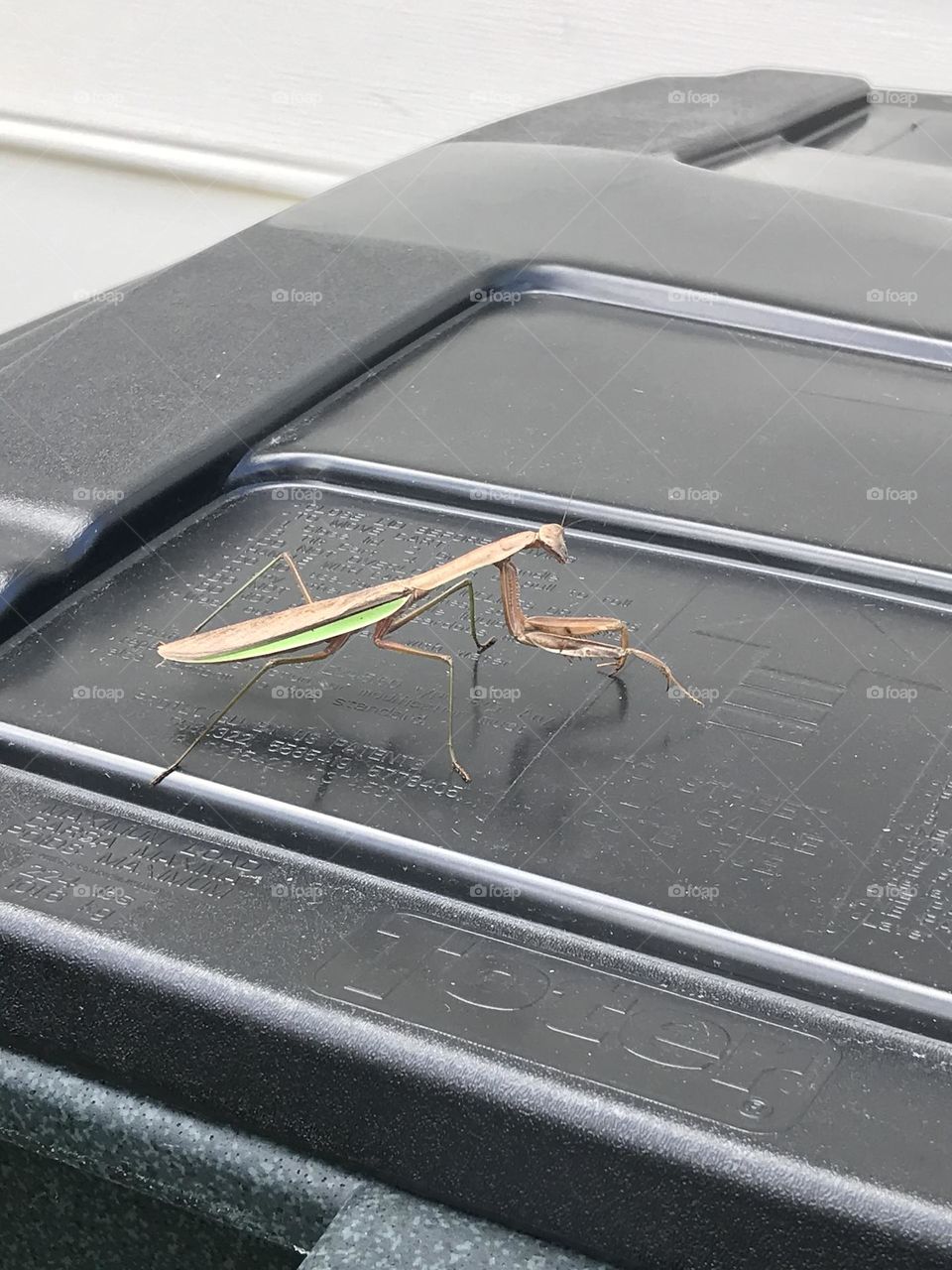 lovely little guy decided to defend our trash 