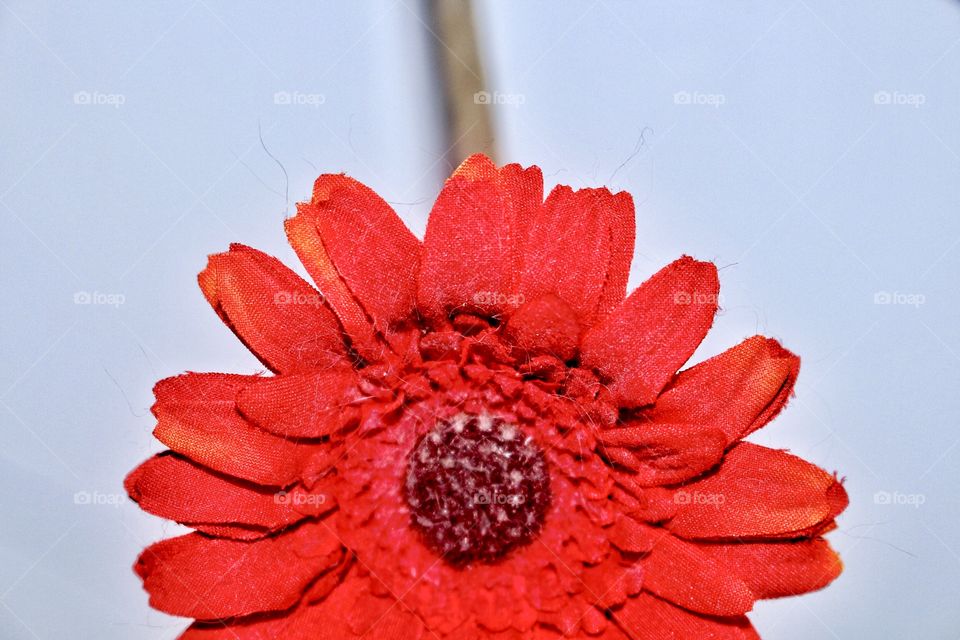 Red Flower