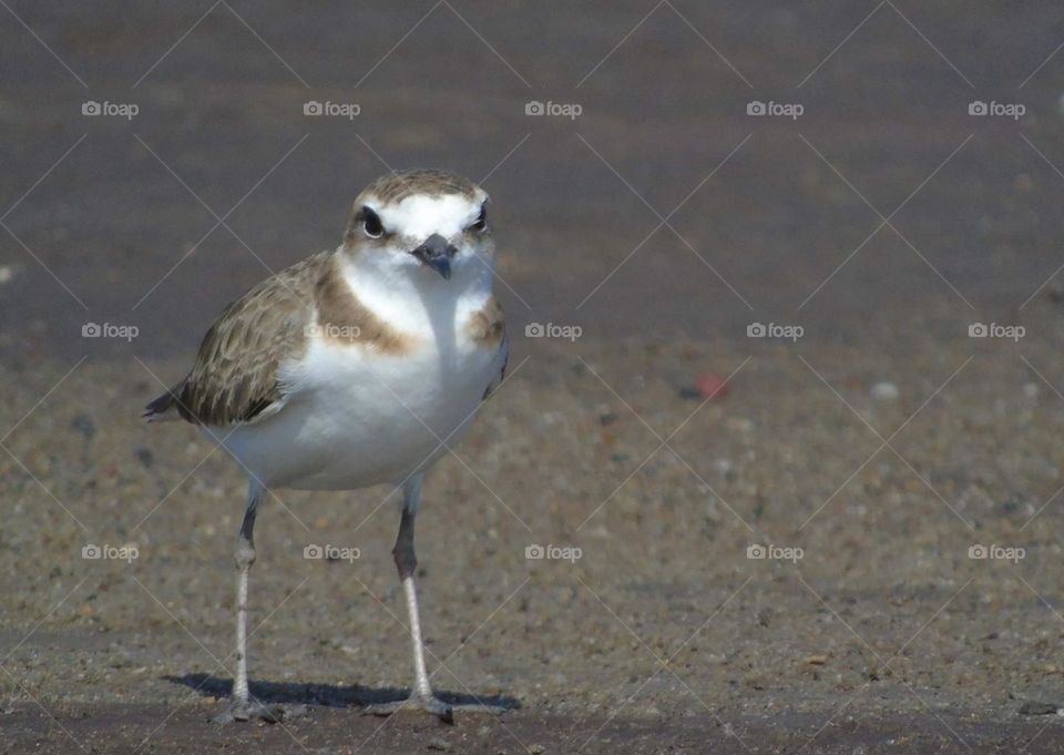 Kentish plover. Abdominal side of the body shown its pregnant and going to lay the egss. But, there's so hot weather for the habitat to await it . As a reason of healthy to let it and only capture this and several of .