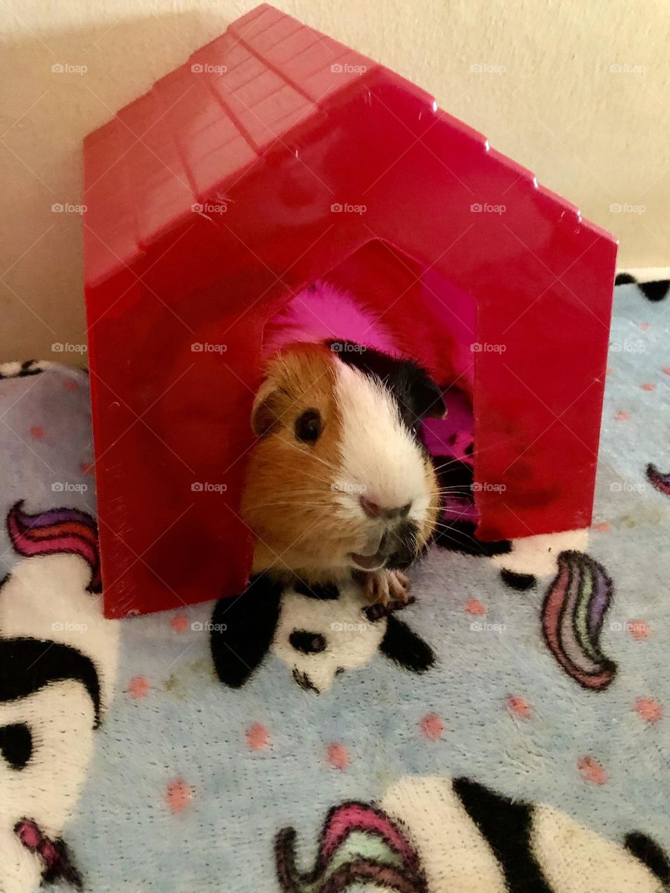 So cute hiding in the red house / My pet Guinea pig Danny 