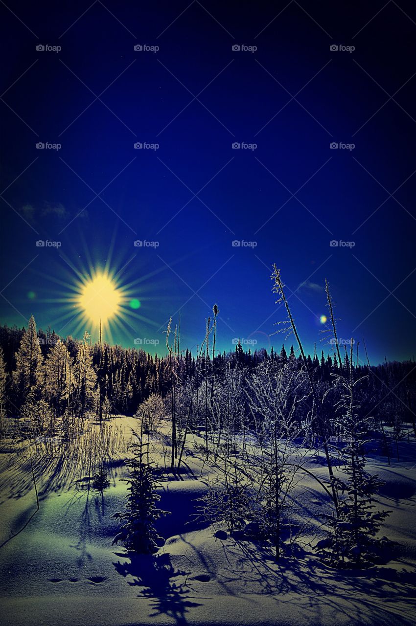 Black spruce bog in winter 
