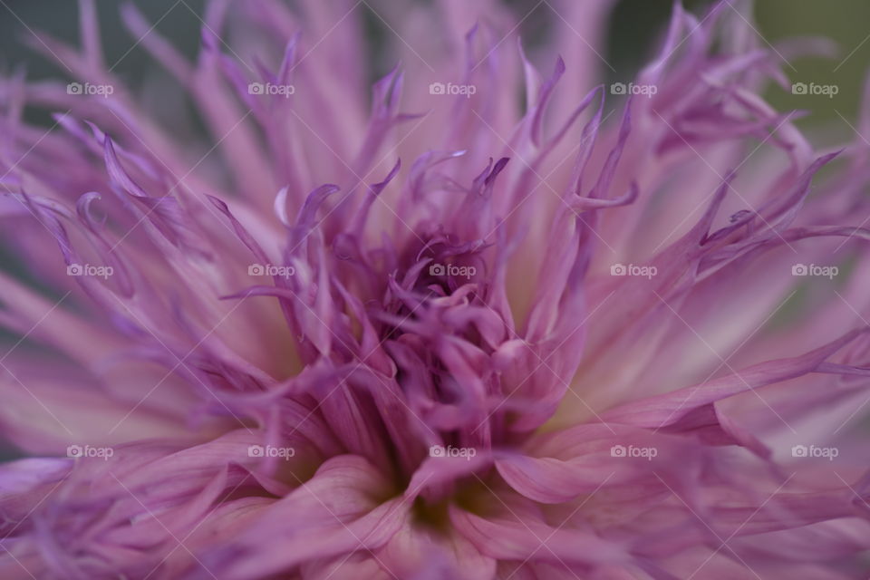 Petals of a hybrid dahlia in macro