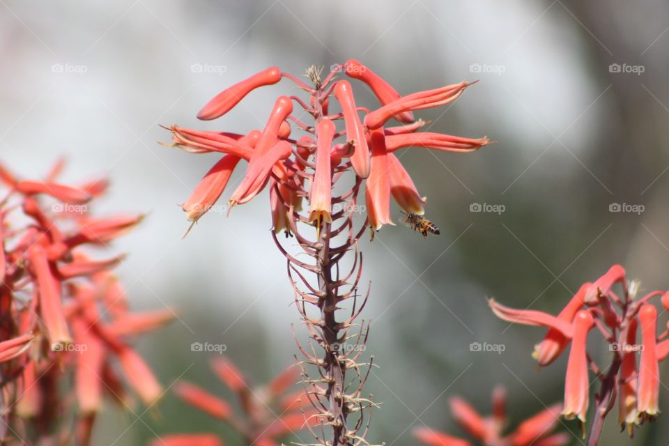 Aloe with bee