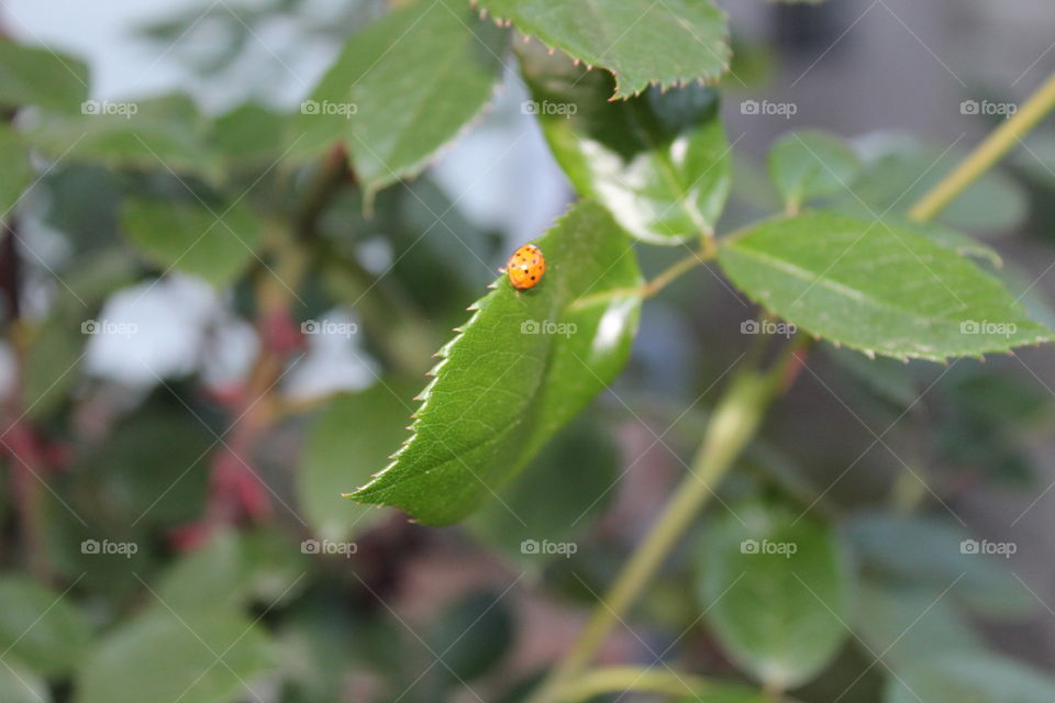 Lady Bird on a leaf
