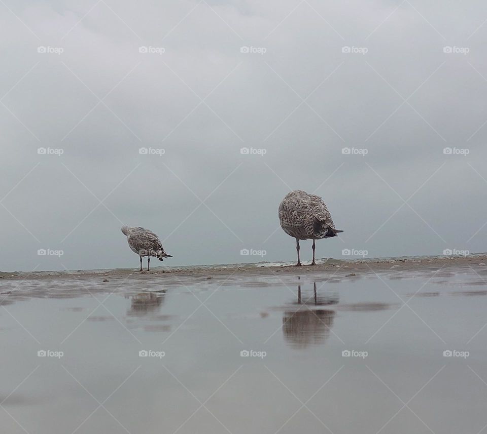 seagulls at the beach