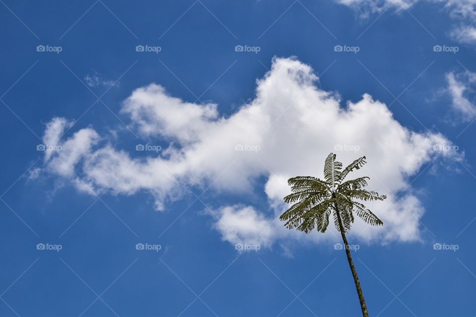 Clouds, tree, clear blue sky. Summer. Mood