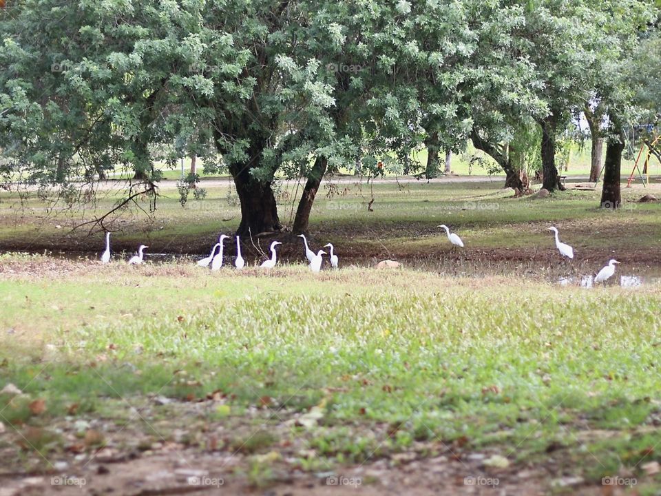 A picturesque scene with a bunch of elegant white herons walking gracefully through a green field under the shade of large trees. The calm water reflects the beauty of the surrounding nature, evoking a feeling of tranquility 