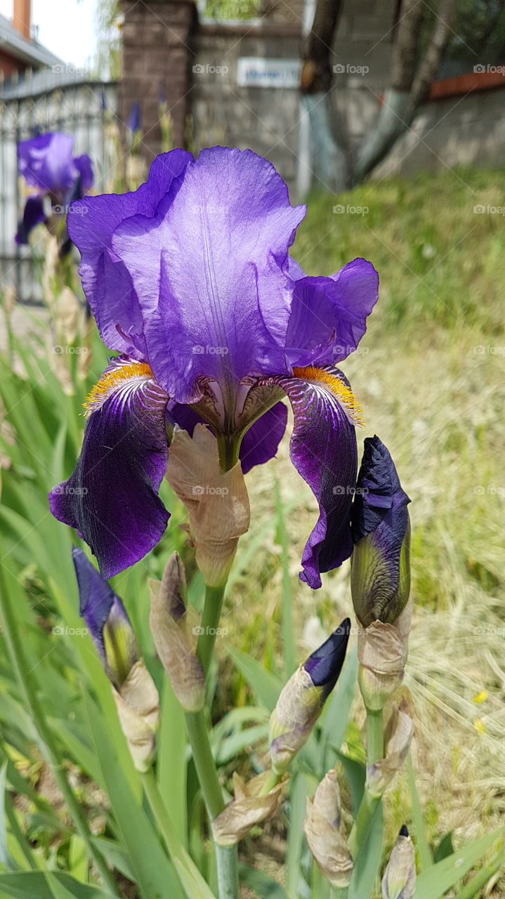 royal violet iris flower and the buds