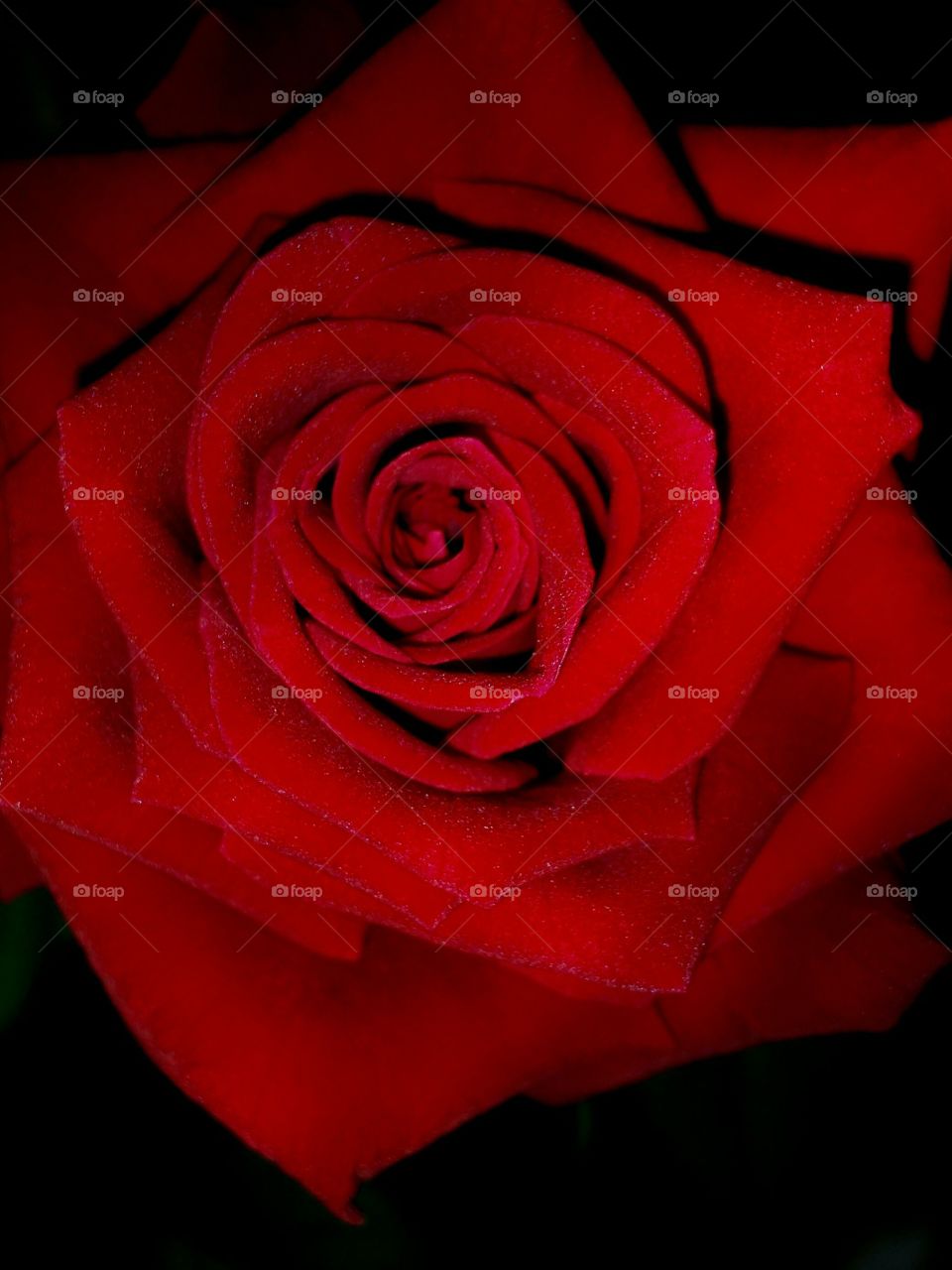 red rose in macro