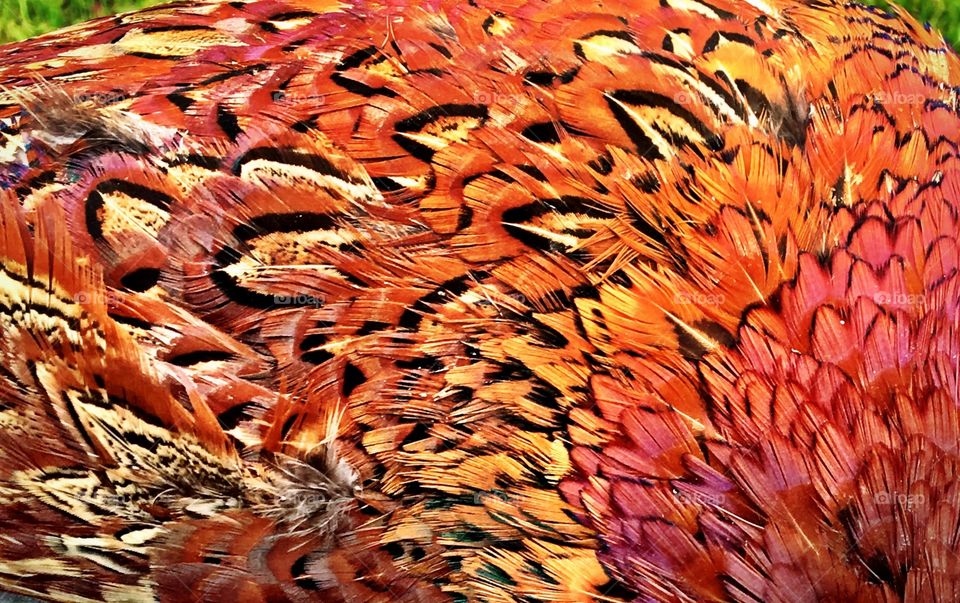 Pheasant feathers close up