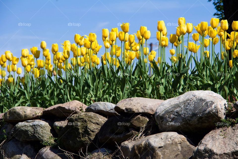 Yellow tulips 